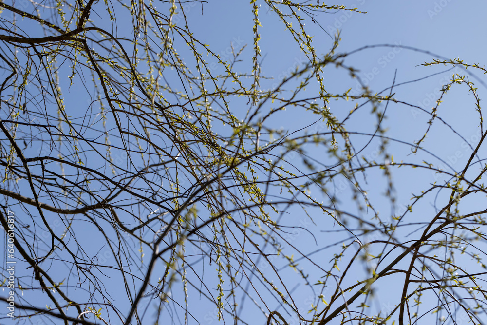 leafless willow trees in the spring season leafless willow trees in the spring season