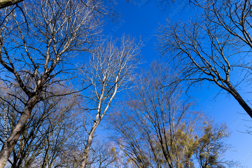 deciduous trees in the park in the spring season deciduous trees in the park in the spring season