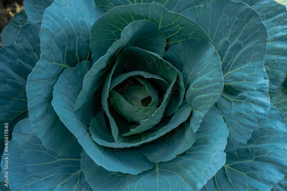 Cabbage plants in the yard with very large and dense leaves. Close up from above of a cabbage plant that is growing well and ready to be harvested in a few weeks Cabbage plants in the yard with very large and dense leaves. Close up from above of a cabbage plant that is growing well and ready to be harvested in a few weeks