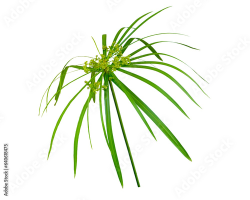 Tropical leaves and flower isolated on white background. Beautiful tropical plant