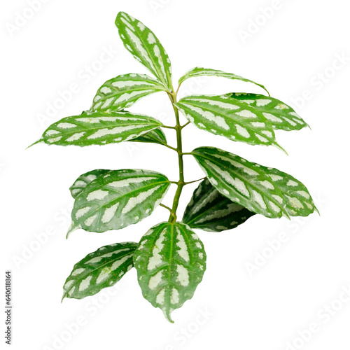 Tropical leaves and flower isolated on white background. Beautiful tropical plant