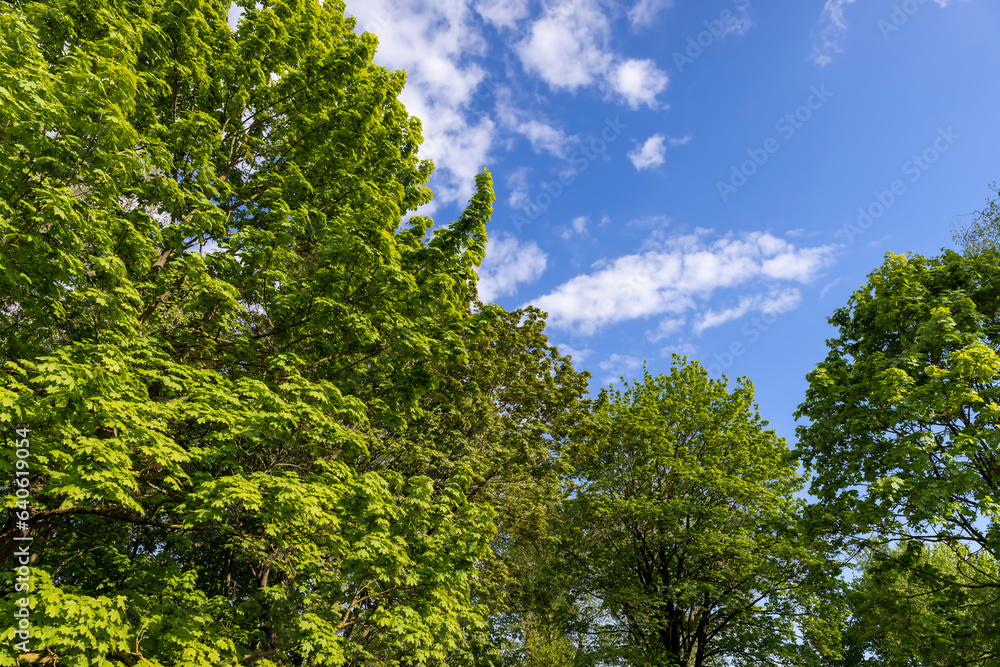 green foliage of maple trees in the spring season