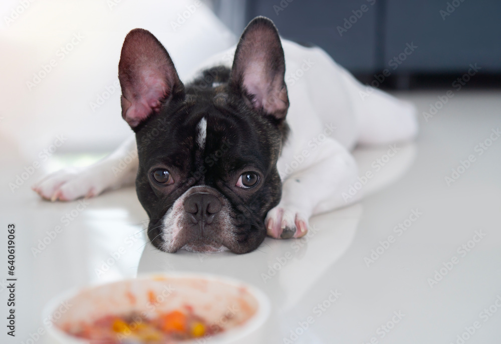 French bulldog get bored of food. French bulldog laying down by the bowl of dog food and ignoring it.