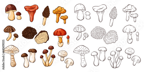 Edible mushrooms collection in line art and cartoon style. Hand drawn food drawings. Forest plants sketches. Perfect for recipe, menu, label, icon, packaging. Vector illustration isolated on a white