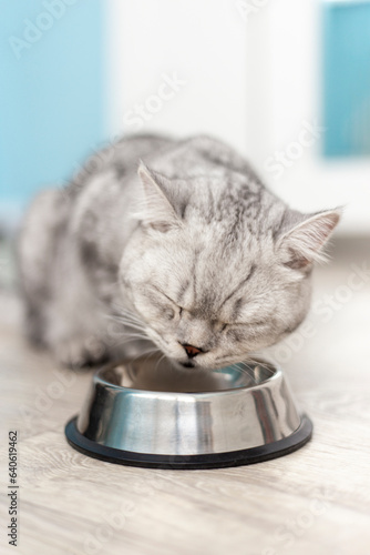 little gray striped british kitten eats wet food on white wooden background. Cute purebred kitten on kitchen with metall bowl.