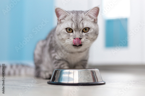 Hungry grey british cat sitting next to bowl of food at home kitchen and looking at camera..