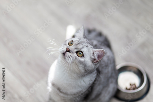 Beautiful little grey tabby kitten sitting by a bowl of milk, food, meat placed on the living room floor. advertising concept.