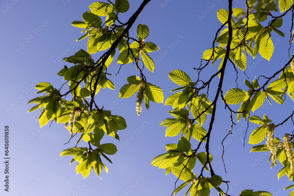 green foliage on hornbeam tree in spring bloom green foliage on hornbeam tree in spring bloom
