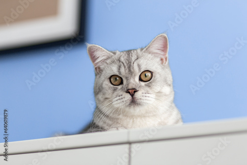 Portrait cute striped gray british kitten with big eyes sitting on white dresser at home. cat looking in camera. Concept of funny adorable cat pets..