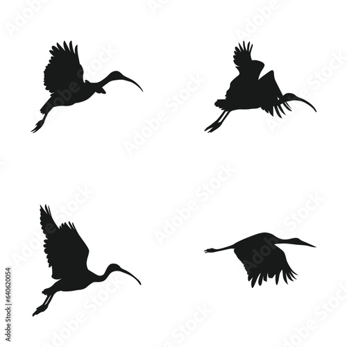Photography Collection of mix crane silhouette