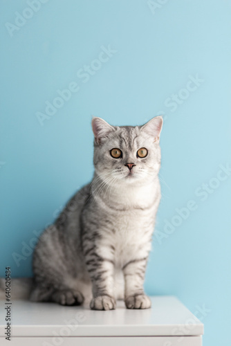 Charming mature British blue kitten with a gaze and determination..