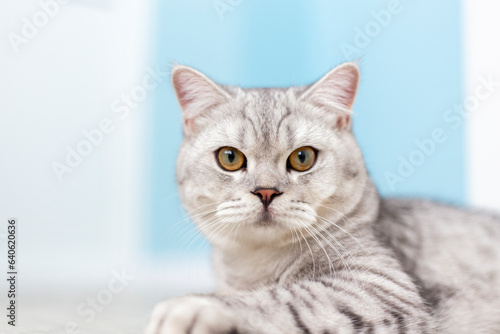 portrait of a 6 month old blue british shorthair kitten looking at camera shocked or surprised a light blue room with copy space.
