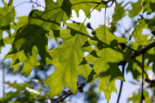 oak with green foliage in summer, beautiful oak