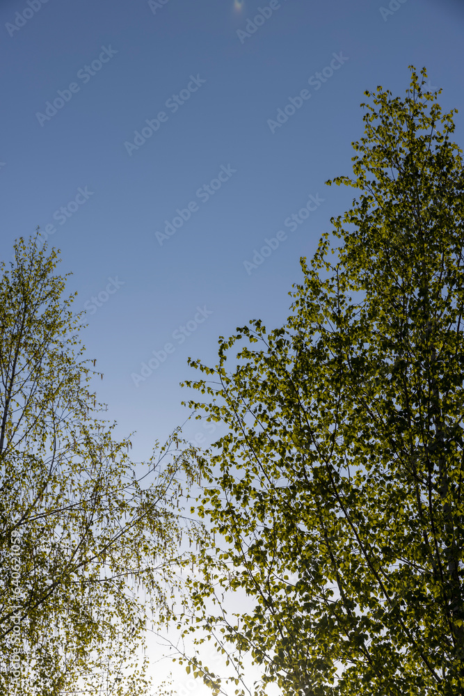 birches with new foliage in the spring season birches with new foliage in the spring season
