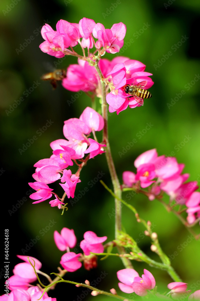 Bees eat nectar from bougainvillea flowers Bees eat nectar from bougainvillea flowers