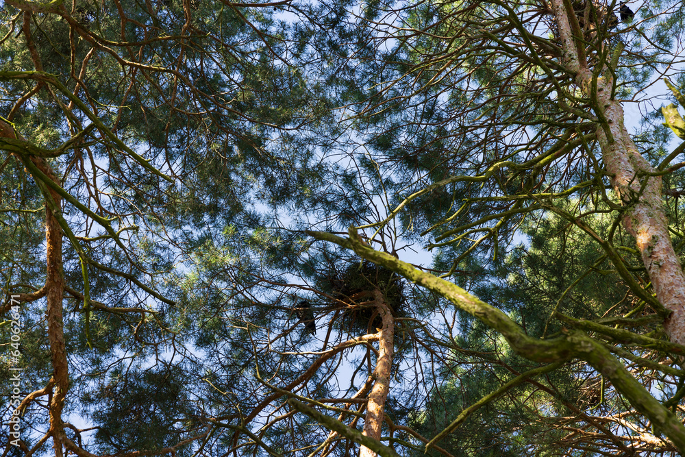 Fototapeta premium pine trees view from bottom to top in spring