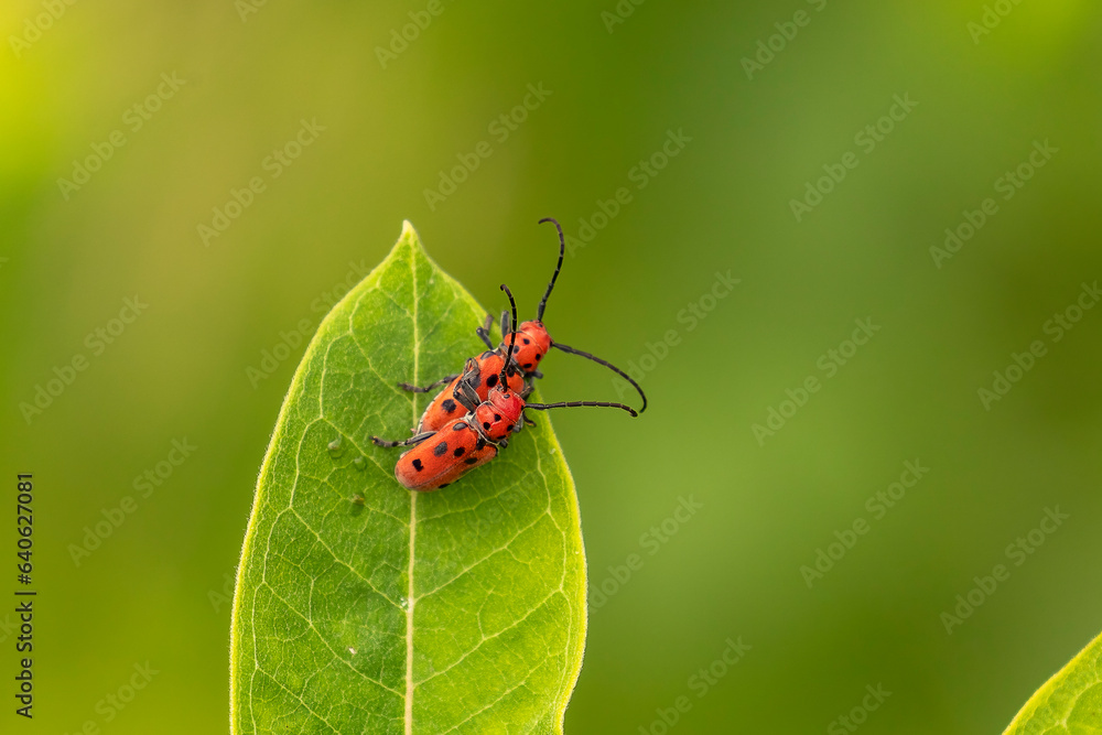 Red Milkweed Beetles mating on a leaf Red Milkweed Beetles mating on a leaf