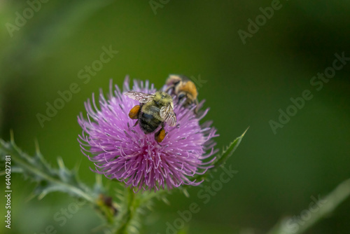 Honeybees gather nectar from Welted Thistle flower © Judy