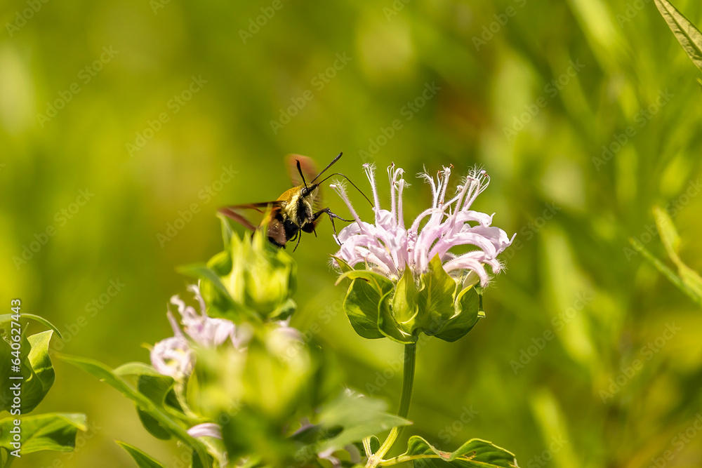 Clearwing Hummingbird Moth gathers nectar from a wild Bergamot flower Clearwing Hummingbird Moth gathers nectar from a wild Bergamot flower