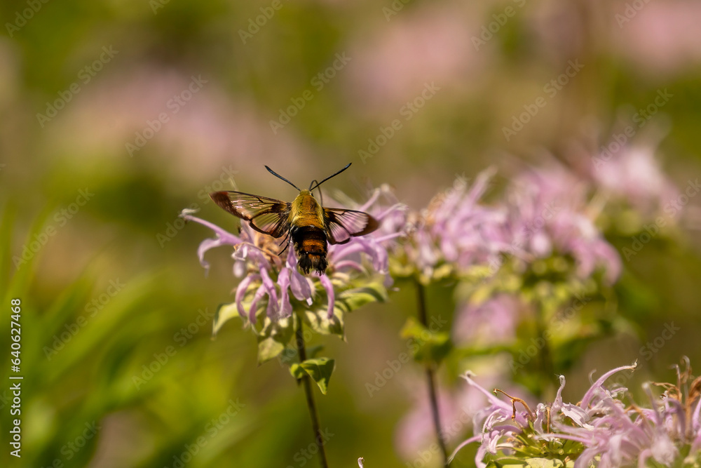 Clearwing Hummingbird Moth gathers nectar from a wild Bergamot flower Clearwing Hummingbird Moth gathers nectar from a wild Bergamot flower