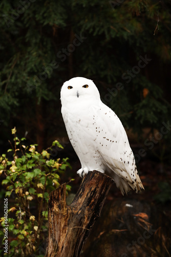 White owl in the forest. Posing for a photo. Wild park. Contact with animals.