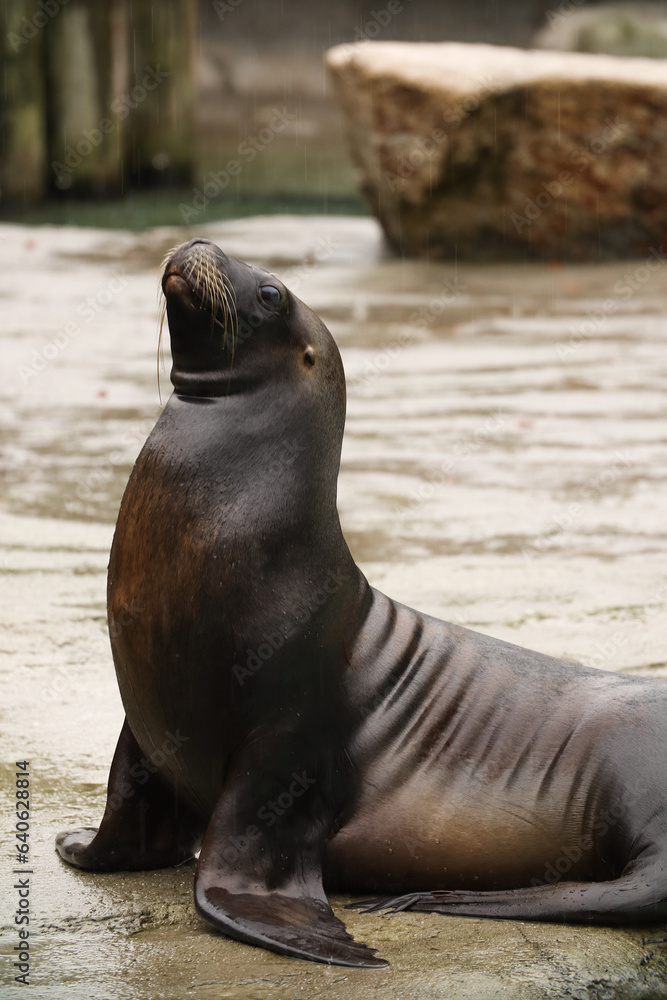 Naklejka premium Seals and sea lions swim in the water. Swimming pool. Posing for a photo. Wild park. Contact with animals.