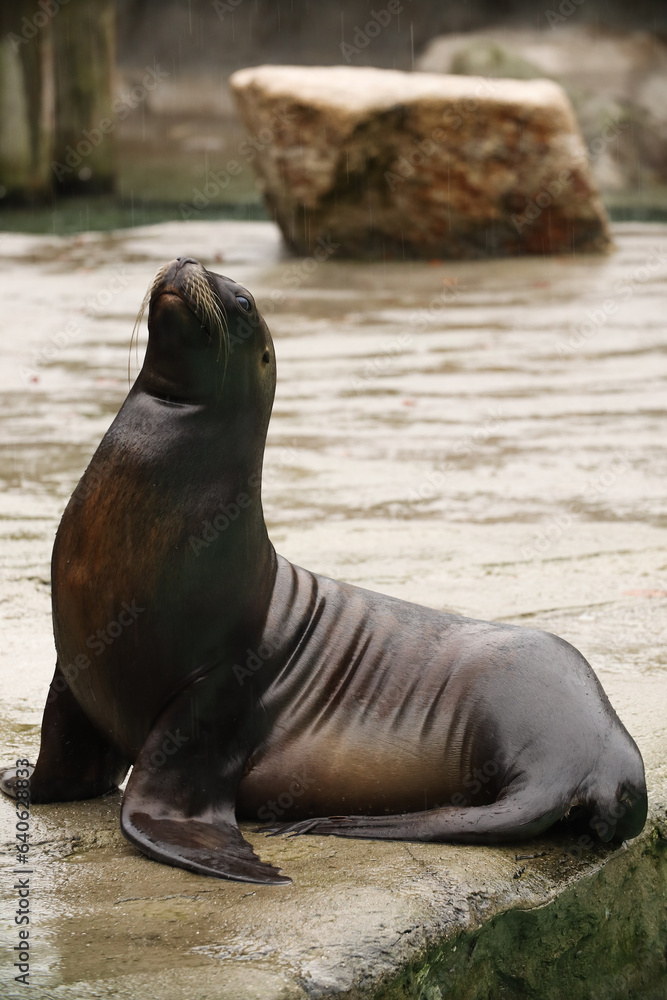 Fototapeta premium Seals and sea lions swim in the water. Swimming pool. Posing for a photo. Wild park. Contact with animals.