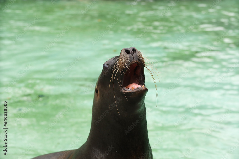 Naklejka premium Seals and sea lions swim in the water. Swimming pool. Posing for a photo. Wild park. Contact with animals.