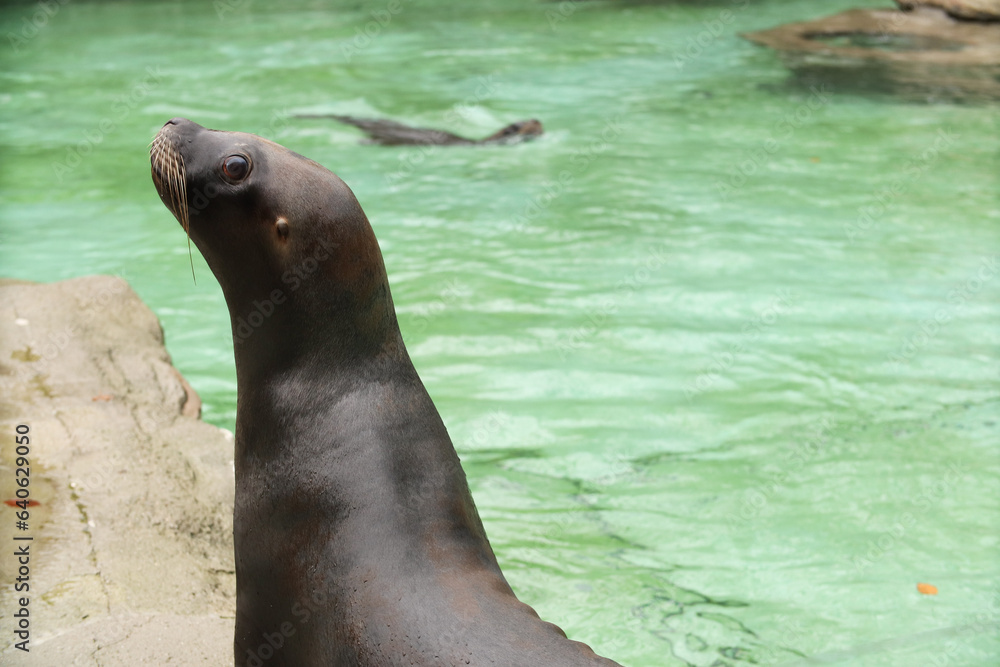 Naklejka premium Seals and sea lions swim in the water. Swimming pool. Posing for a photo. Wild park. Contact with animals.