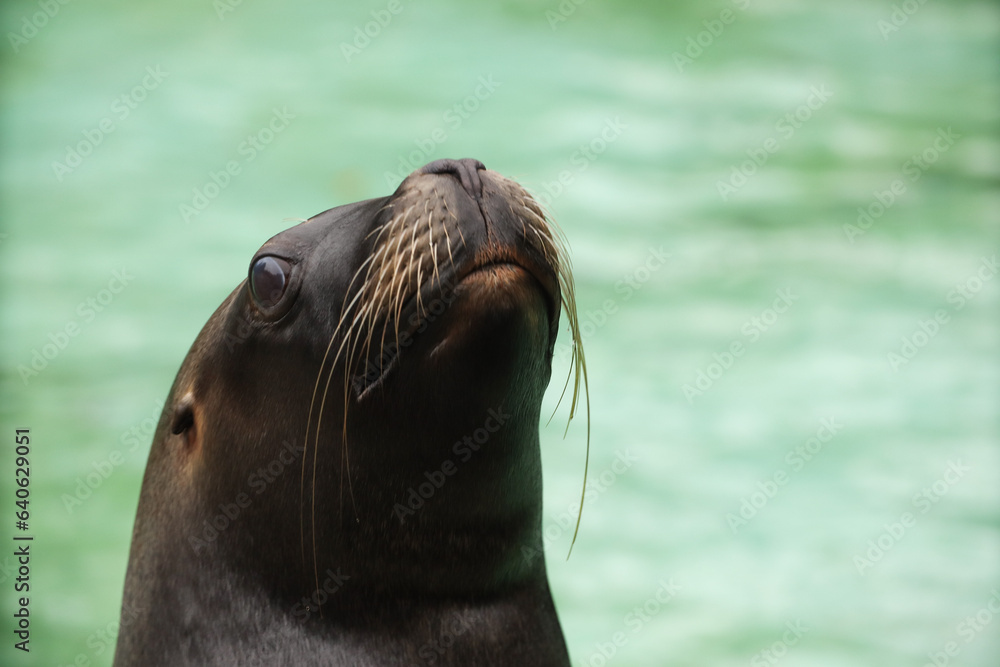 Obraz premium Seals and sea lions swim in the water. Swimming pool. Posing for a photo. Wild park. Contact with animals.
