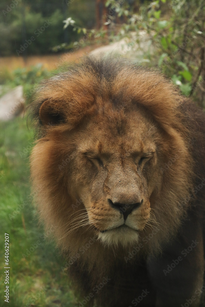 Lion portrait among the bushes. Posing for a photo. Wild park. Contact with animals. Lion portrait among the bushes. Posing for a photo. Wild park. Contact with animals.
