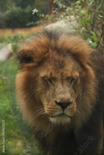 Lion portrait among the bushes. Posing for a photo. Wild park. Contact with animals.