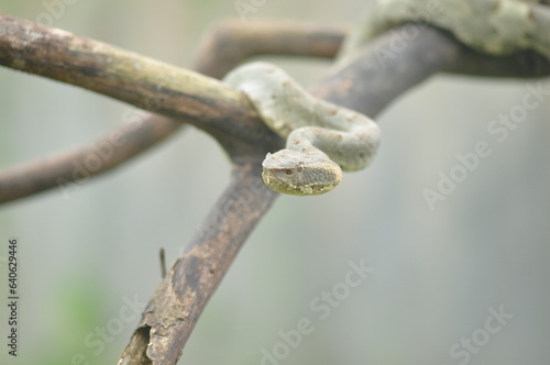Trimeresurus Puniceus snak on branch © Handini_Atmodiwiryo