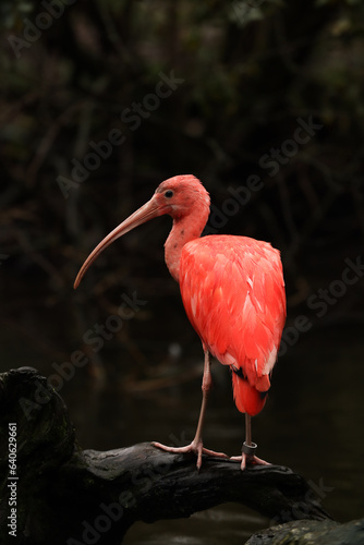 Red ibis in the river in the park with yellow leaves. autumn Posing for a photo. Wild park. Contact with animals.