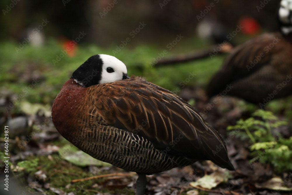 Fototapeta premium Duck with a white head with raindrops portrait. Posing for a photo. Wild park. Contact with animals.