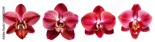 isolated illustrations of red orchid flower. Created with Generative AI