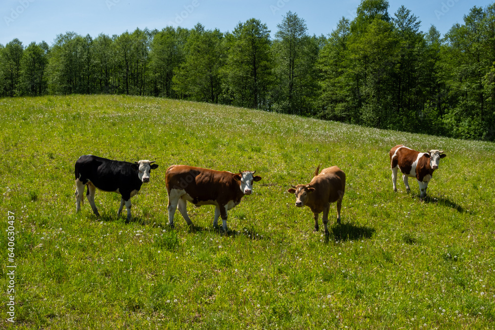 Happy brown cows graze on green mountain pastures. Organic farming of cows giving healthier milk.