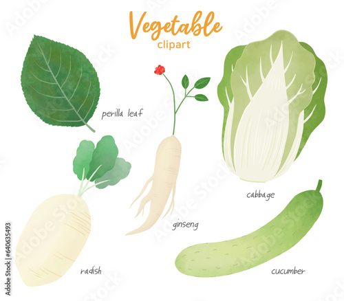 Vegetables Clip Art Illustrations. (perilla leaf, ginseng, radish, cabbage, cucumber)
