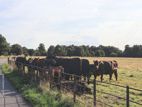 cows in Syon park farm