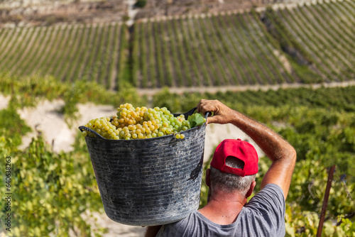 Foto Vendimia de Uva Palomino fino, jerez, Sherry