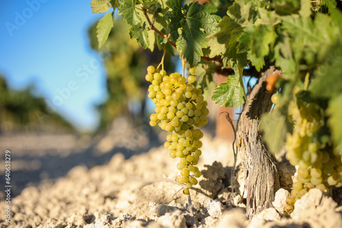 Vendimia de Uva Palomino fino, jerez, Sherry  photo