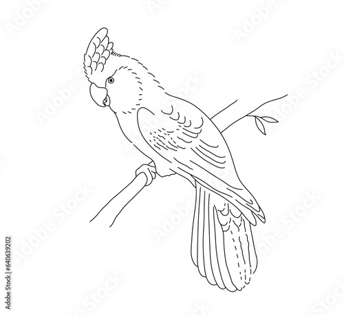 Vector isolated one single cockatoo parrot with a tuft sitting on a branch side view colorless black and white contour line easy drawing