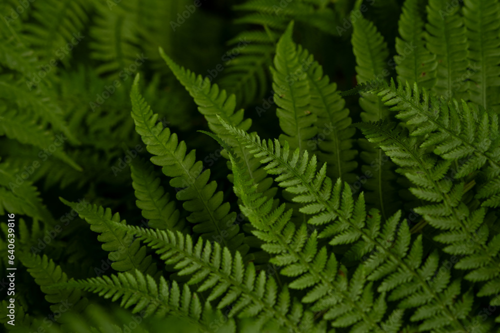 green fern leaf in the forest