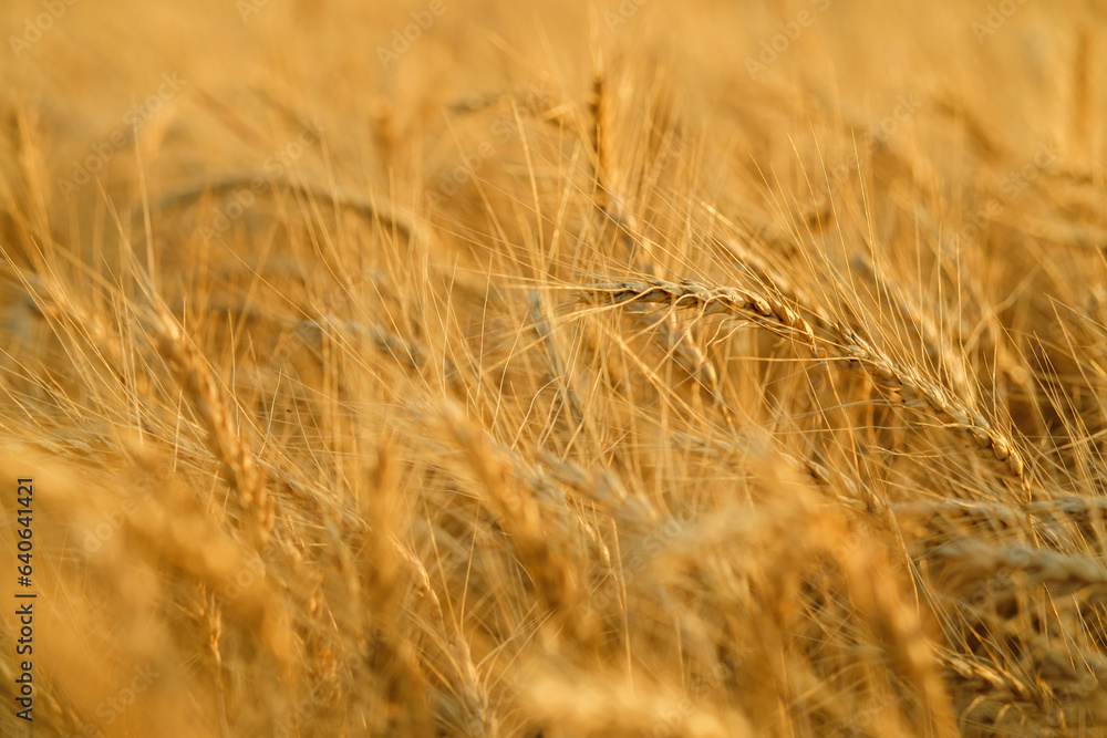 Close up shot of a wheat field at sunset. Close up shot of a wheat field at sunset.