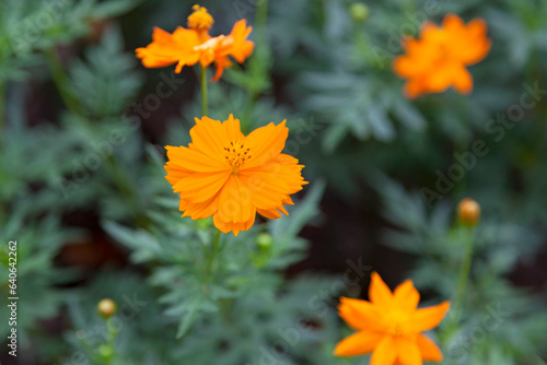 Orange Cosmos sulphureus flowers