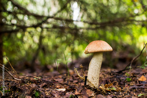 Boletus mushroom with a white cap in the grass under a tree.