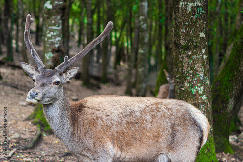 Fototapeta Naklejka Na Ścianę i Meble -  Male deer (Cervus elaphus corsicanus)