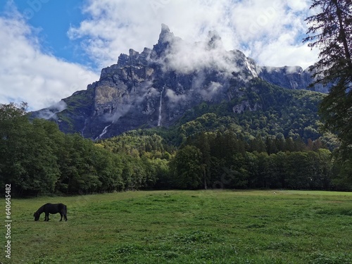 cows in the mountains