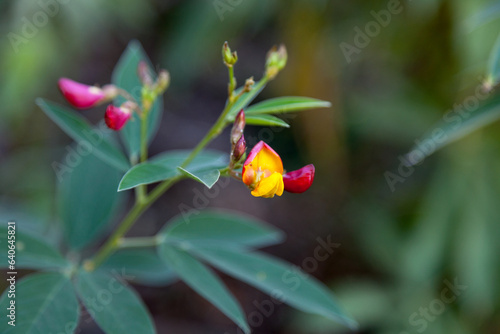 Crotalaria retusa flowers photo