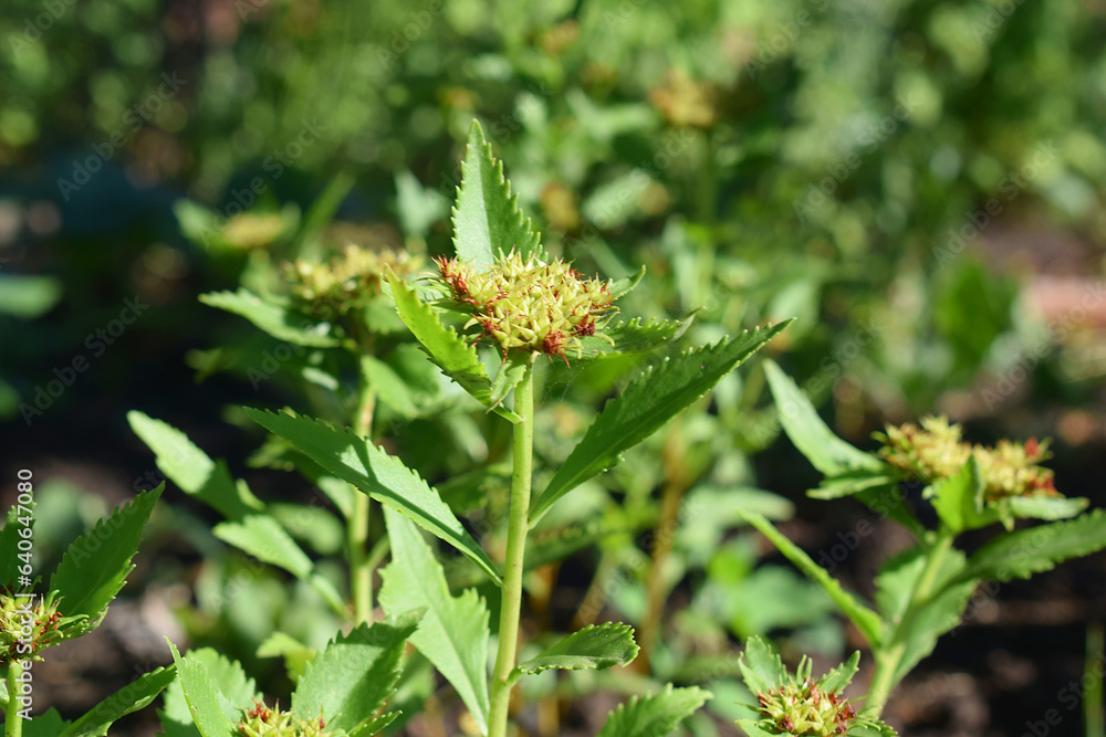 Stonecrop during flowering. Decorative plant. Stonecrop during flowering. Decorative plant.
